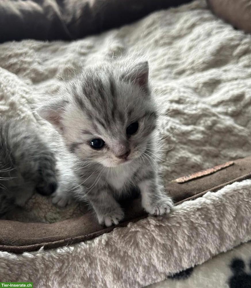 British Kurzhaar Kitten zu verkaufen