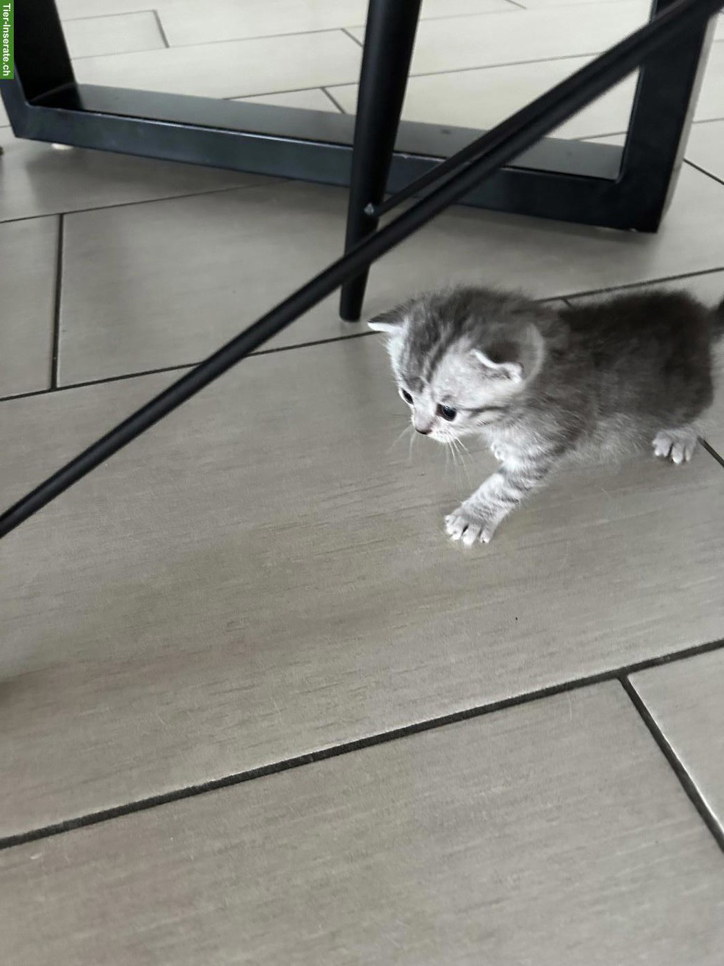 Bild 2: British Kurzhaar Kitten zu verkaufen
