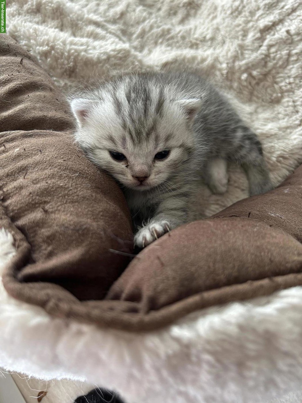 Bild 3: British Kurzhaar Kitten zu verkaufen