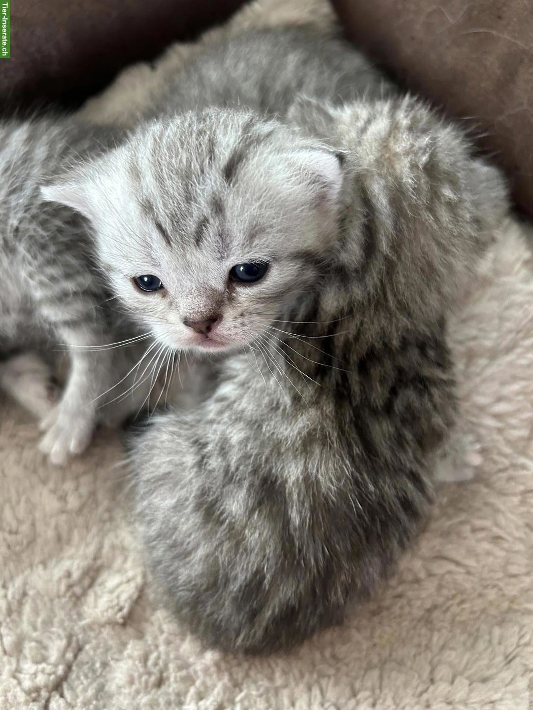 Bild 4: British Kurzhaar Kitten zu verkaufen