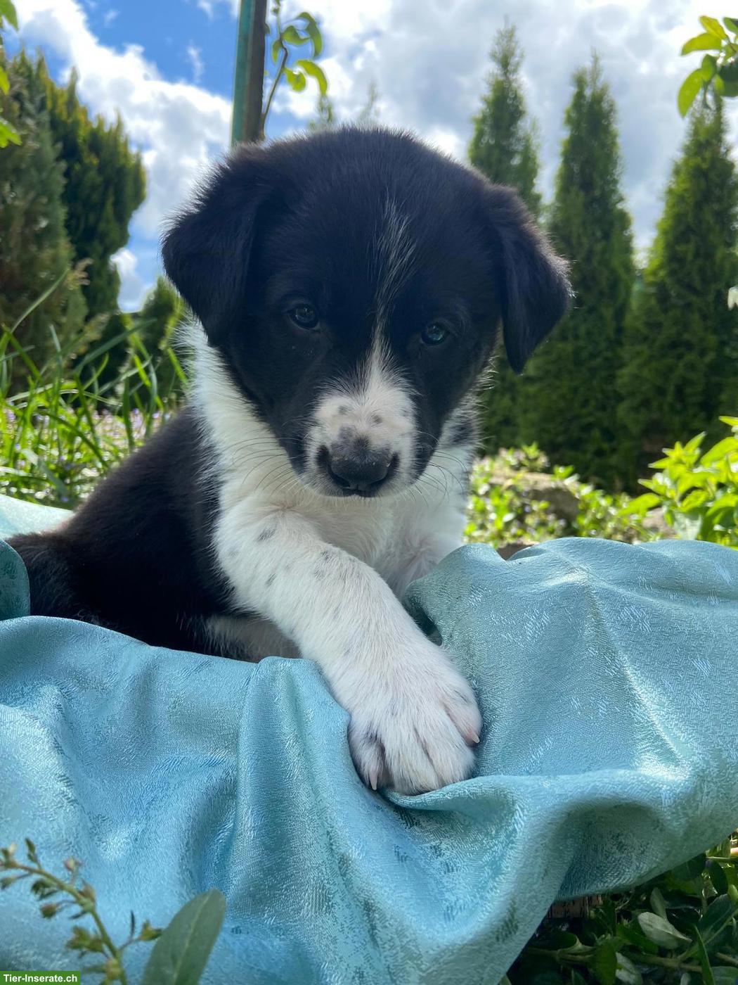 Border Collie Mix Welpen