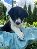 Border Collie Mix Welpen