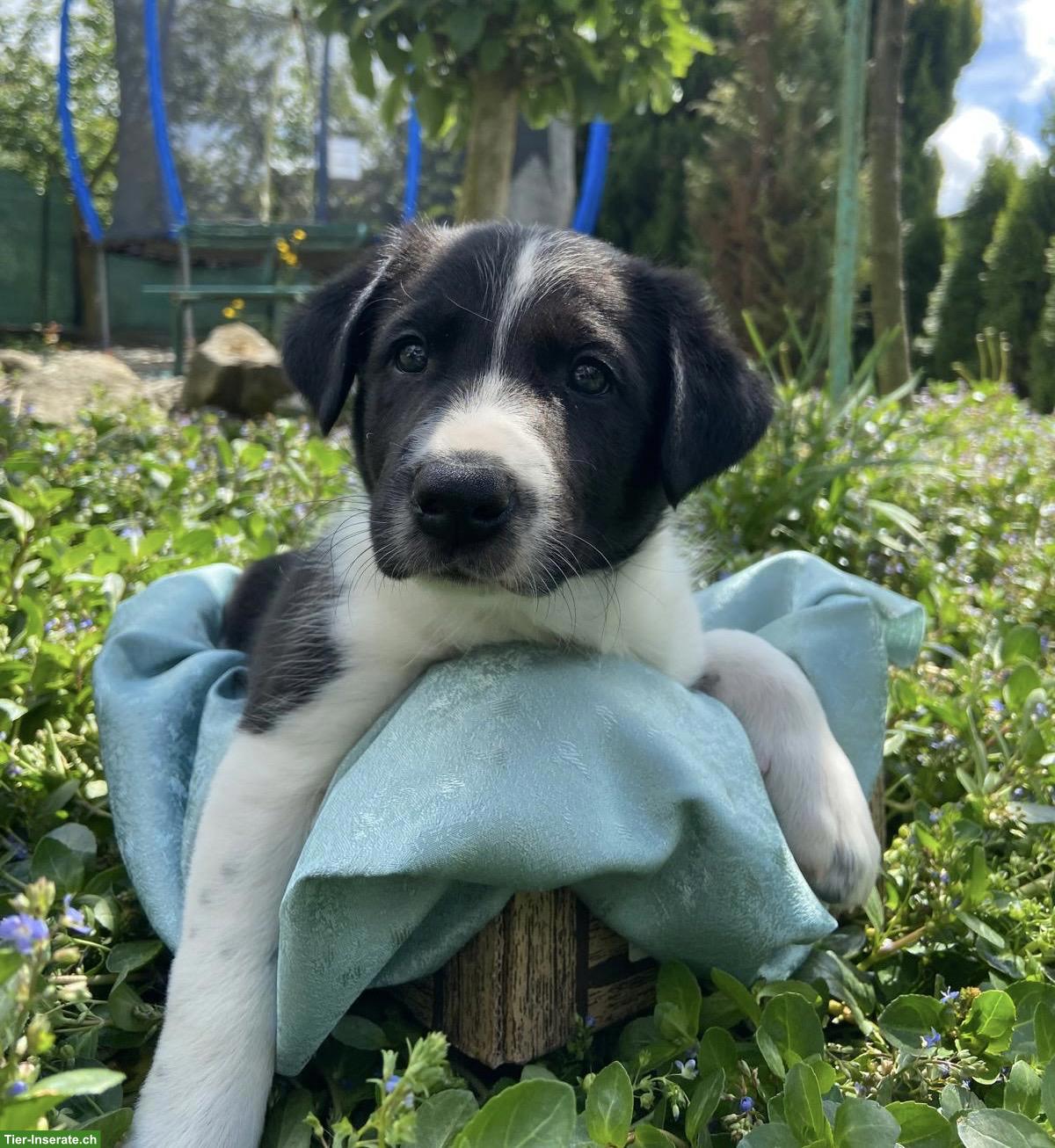 Bild 2: Border Collie Mix Welpen