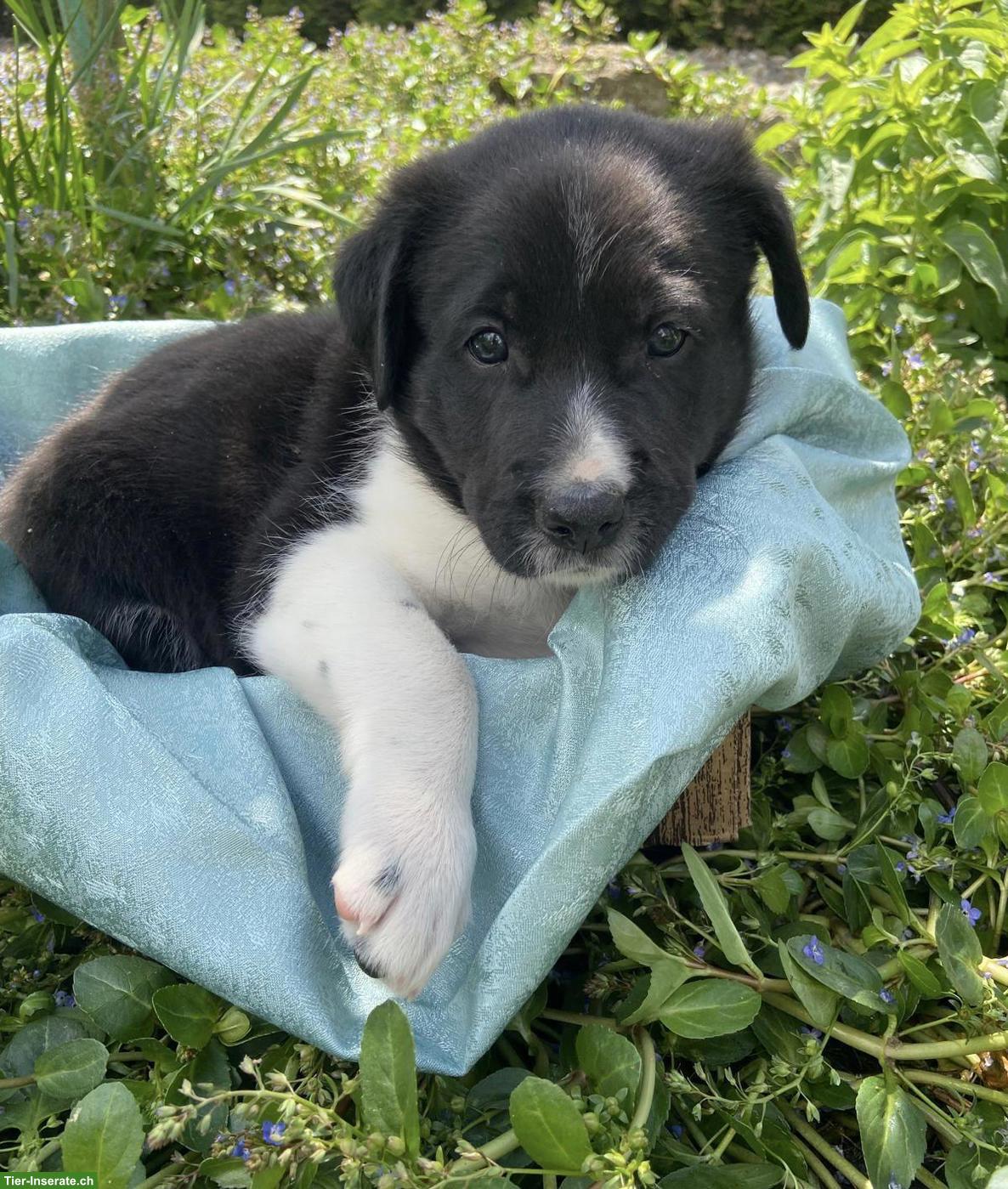 Bild 3: Border Collie Mix Welpen