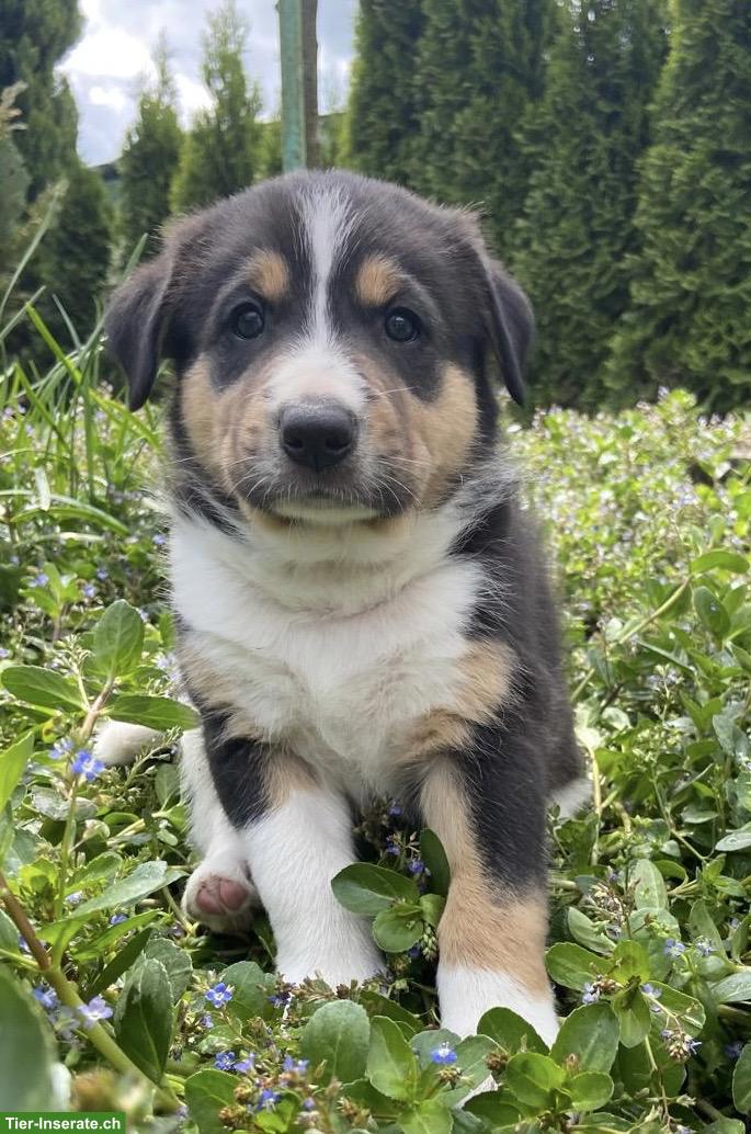 Bild 4: Border Collie Mix Welpen