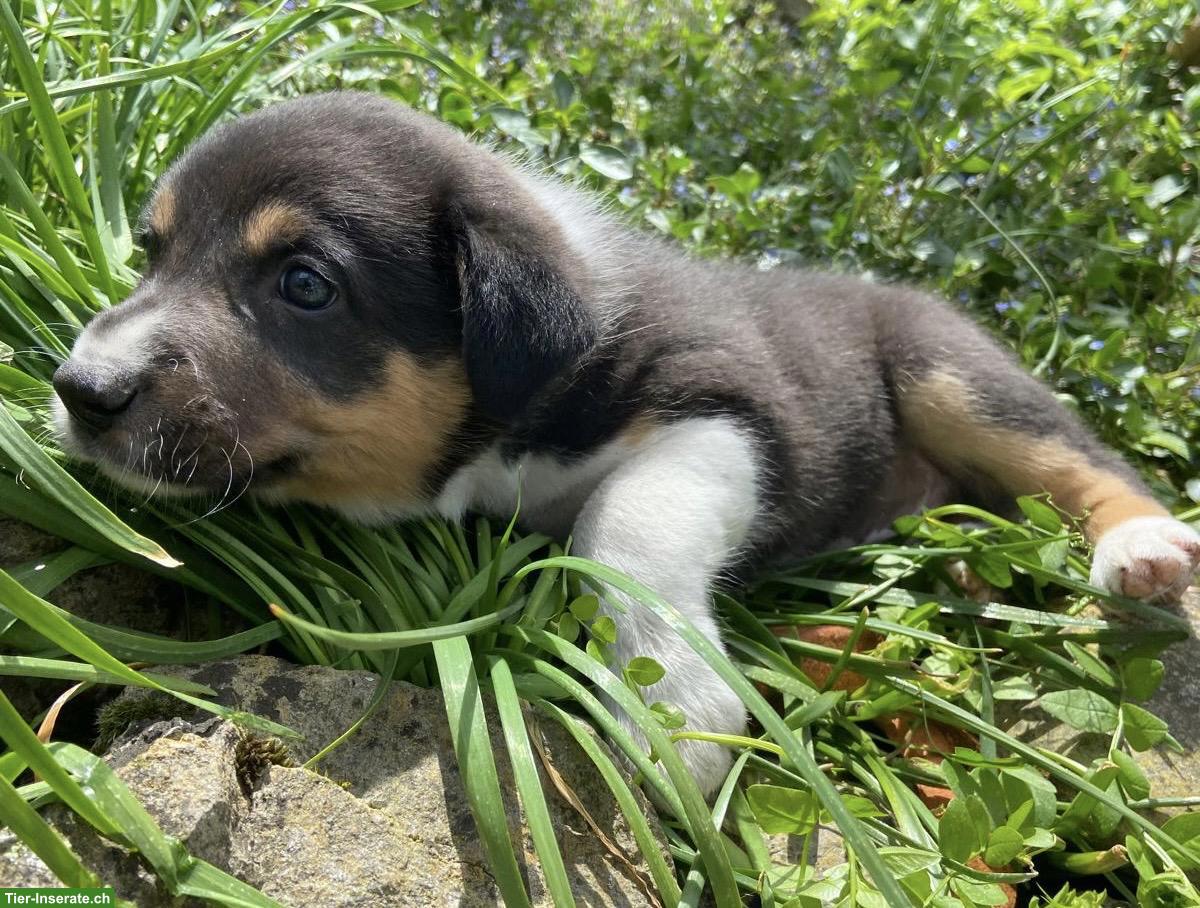 Bild 5: Border Collie Mix Welpen