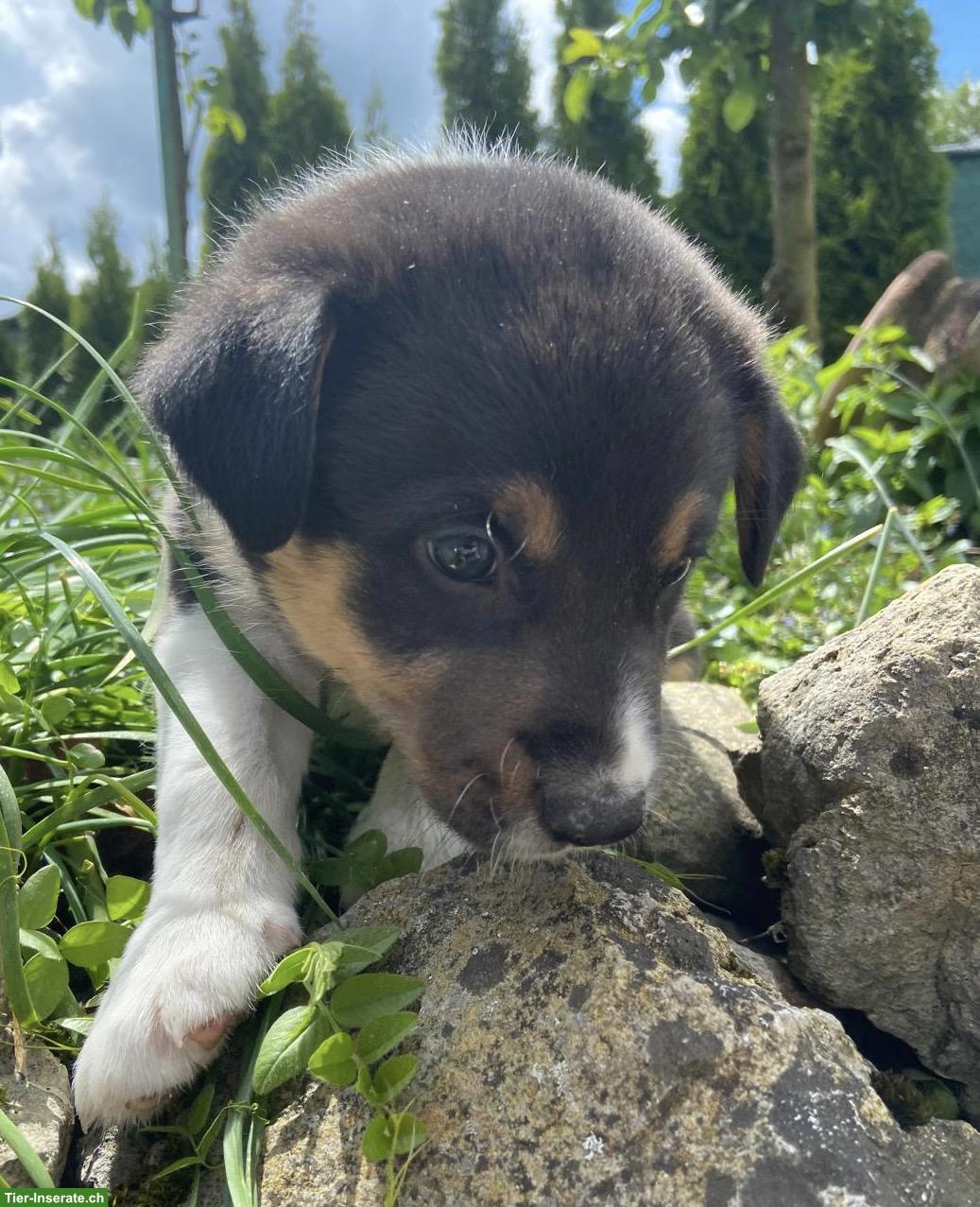 Bild 6: Border Collie Mix Welpen