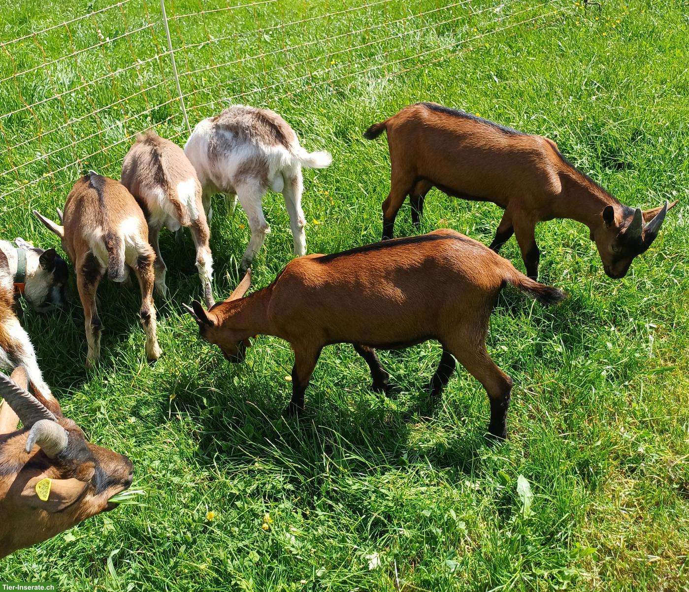 Gemsfarbige Gebirgsziegen, Jungziegen