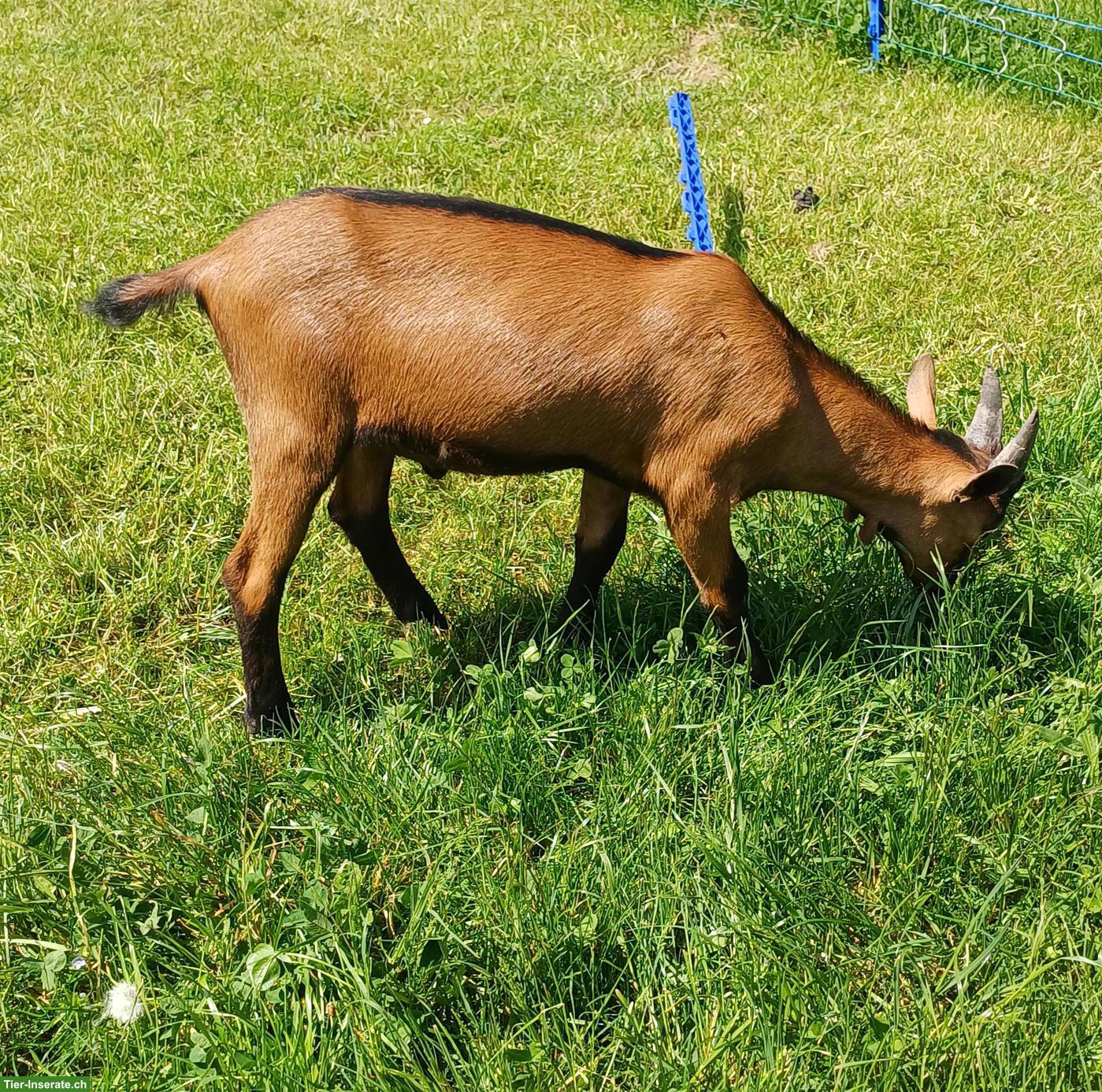 Bild 2: Gemsfarbige Gebirgsziegen, Jungziegen