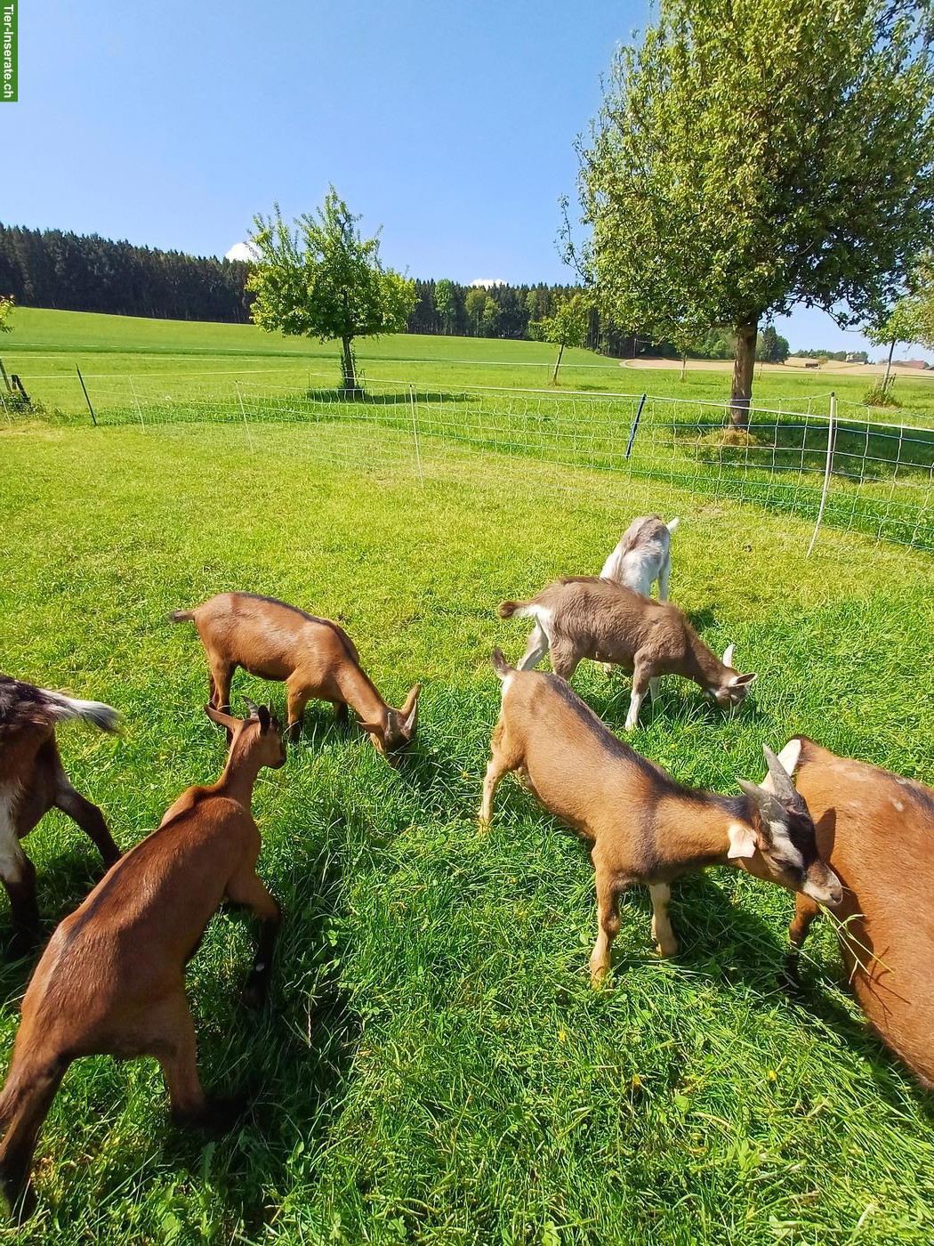 Bild 3: Gemsfarbige Gebirgsziegen, Jungziegen