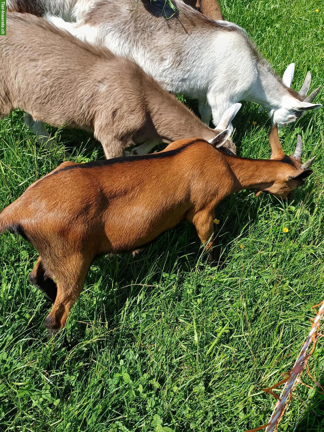 Bild 4: Gemsfarbige Gebirgsziegen, Jungziegen