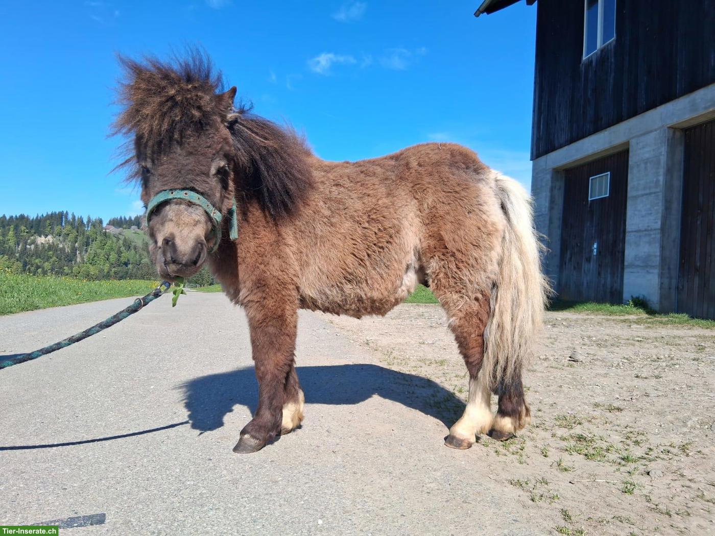 Mini Shetlandpony Hengst "Kimi"