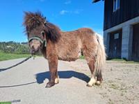 Mini Shetlandpony Hengst "Kimi"