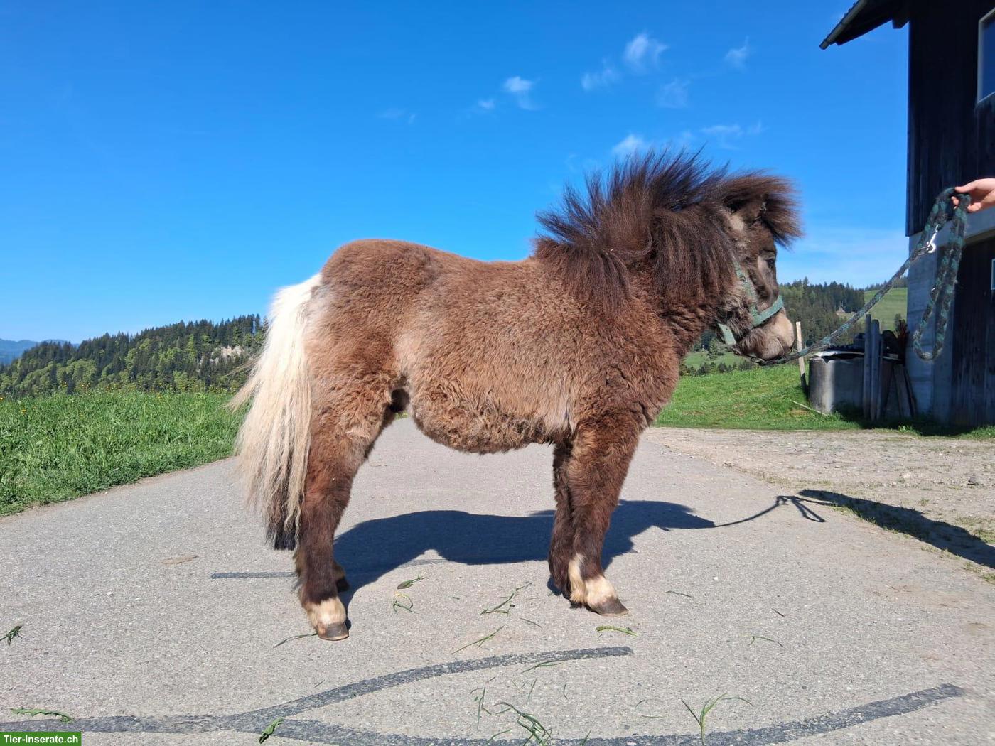Bild 2: Mini Shetlandpony Hengst "Kimi"