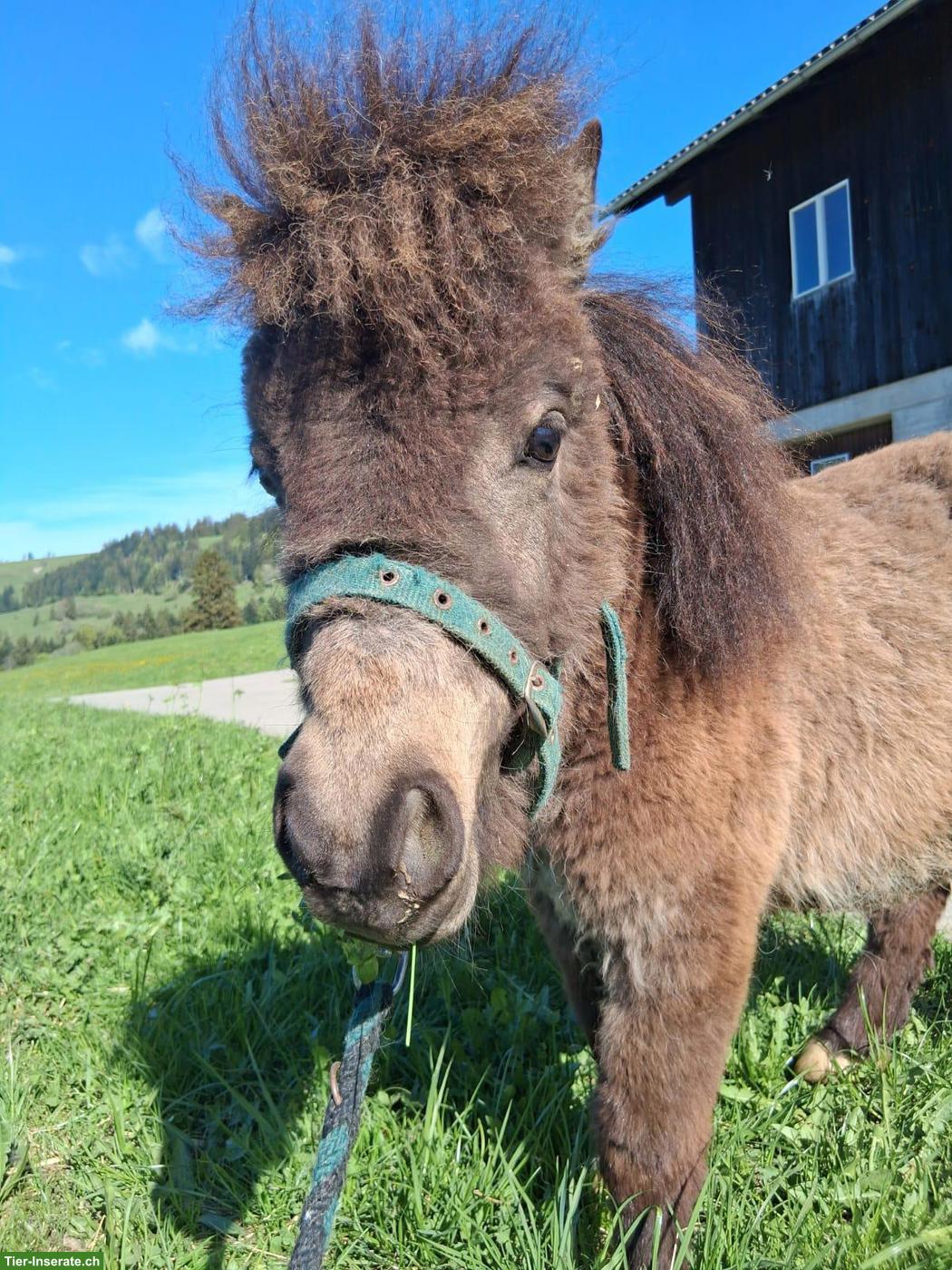Bild 3: Mini Shetlandpony Hengst "Kimi"