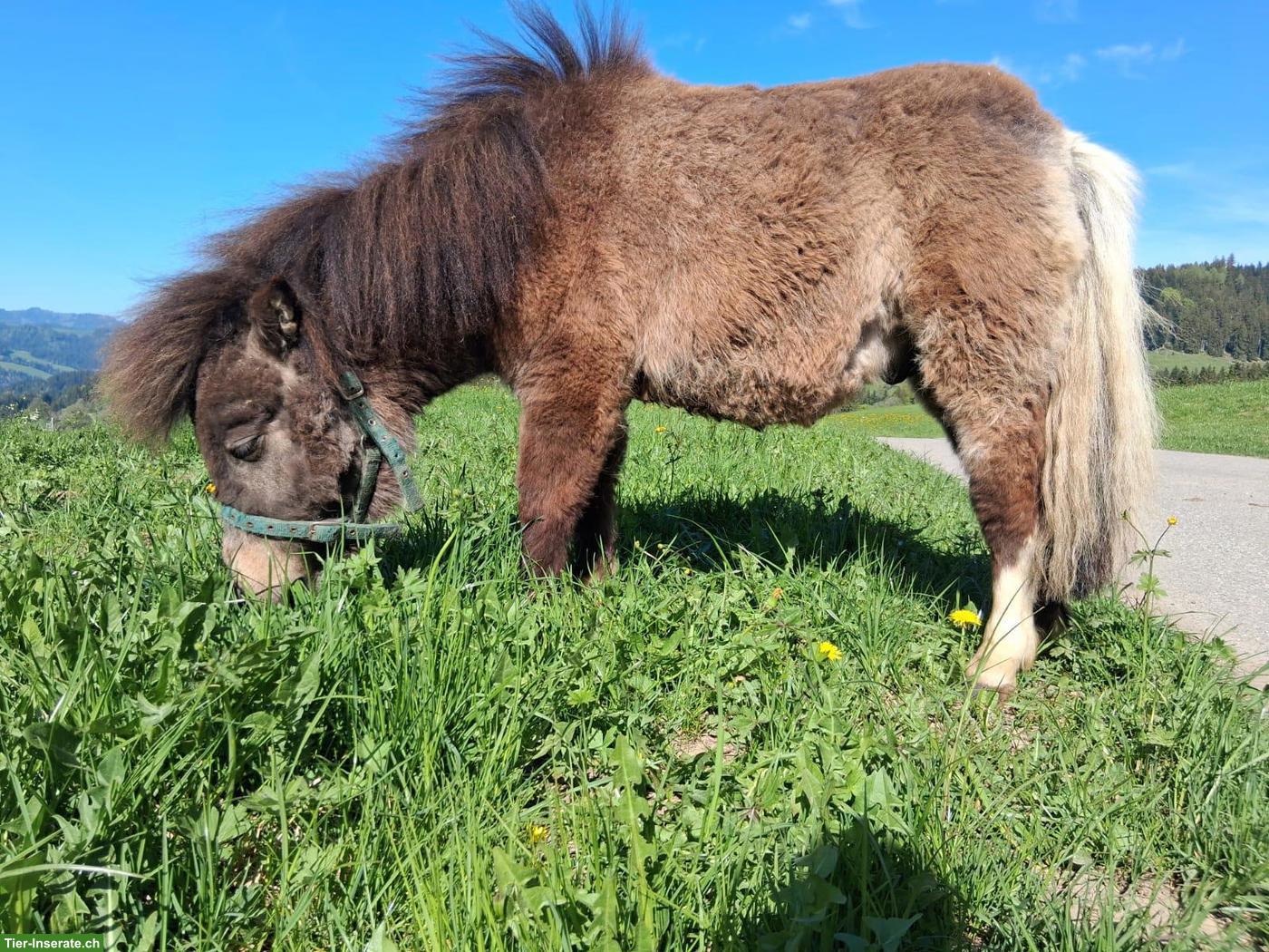 Bild 4: Mini Shetlandpony Hengst "Kimi"