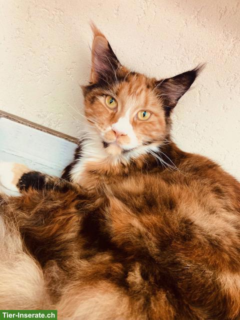 Maine Coon Katze, Kastratin Nani