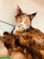 Maine Coon Katze, Kastratin Nani
