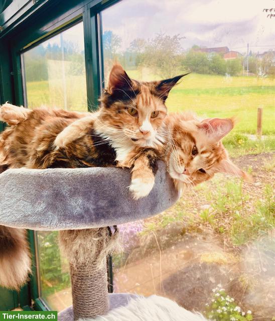 Bild 2: Maine Coon Katze, Kastratin Nani