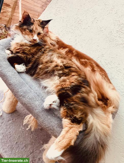 Bild 3: Maine Coon Katze, Kastratin Nani
