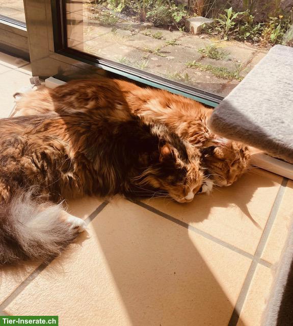 Bild 4: Maine Coon Katze, Kastratin Nani