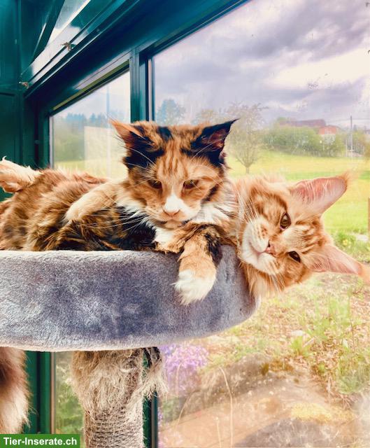 Bild 5: Maine Coon Katze, Kastratin Nani