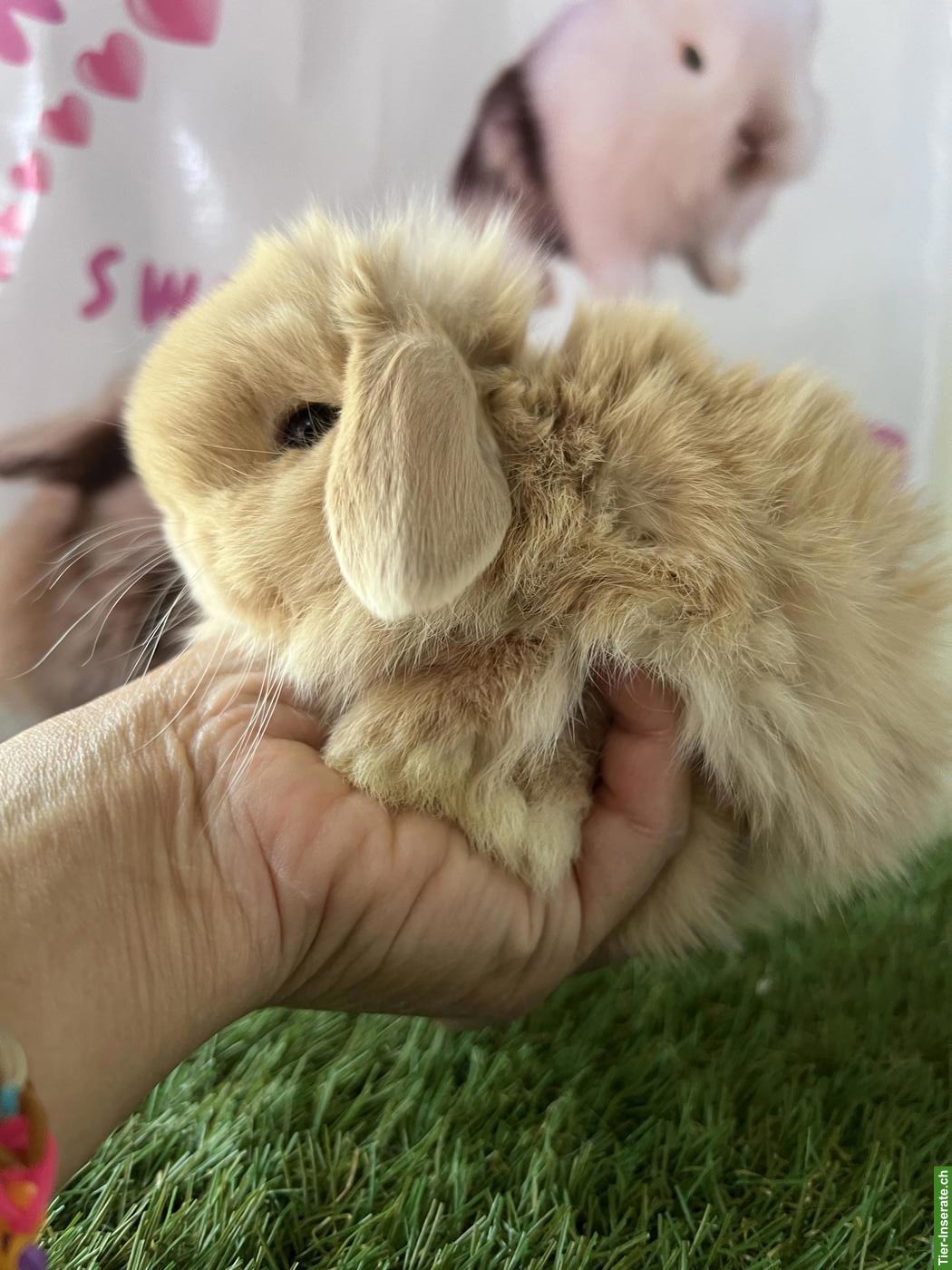 Minilop, Mini Löwenkopf, Farbenzwerg Zwergkaninchen