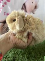 Minilop, Mini Löwenkopf, Farbenzwerg Zwergkaninchen