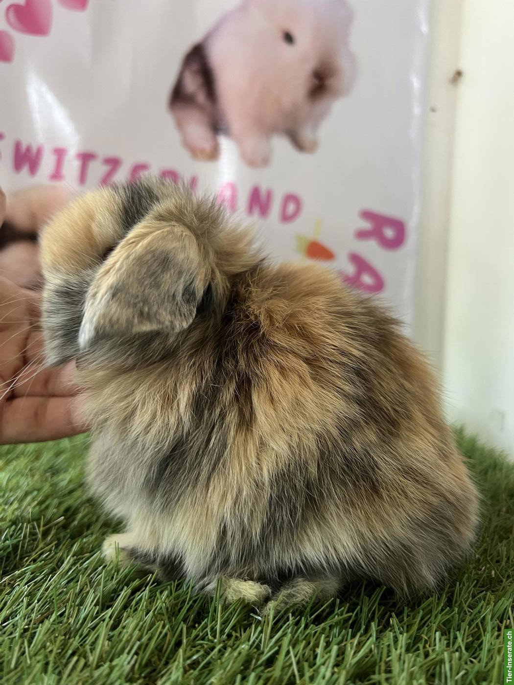 Bild 10: Minilop, Mini Löwenkopf, Farbenzwerg Zwergkaninchen