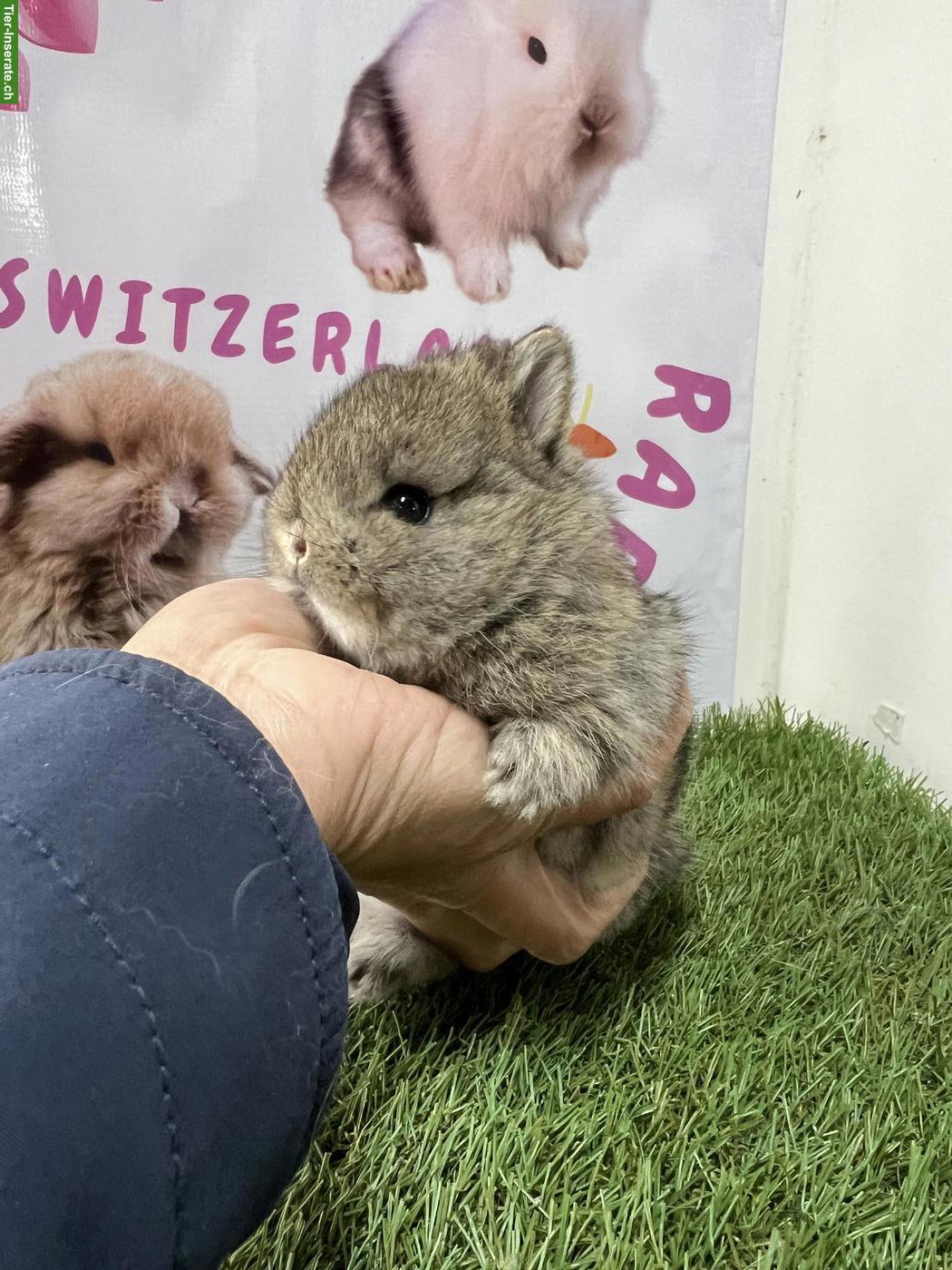 Bild 2: Minilop, Mini Löwenkopf, Farbenzwerg Zwergkaninchen