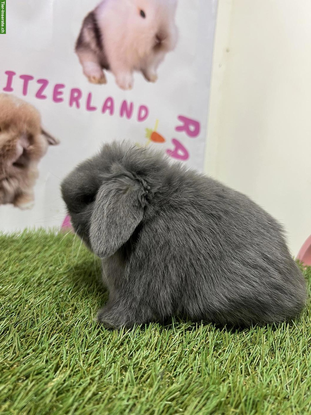 Bild 4: Minilop, Mini Löwenkopf, Farbenzwerg Zwergkaninchen