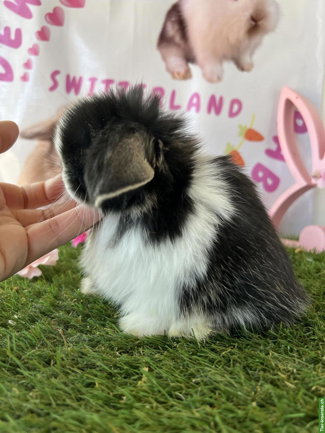 Bild 5: Minilop, Mini Löwenkopf, Farbenzwerg Zwergkaninchen