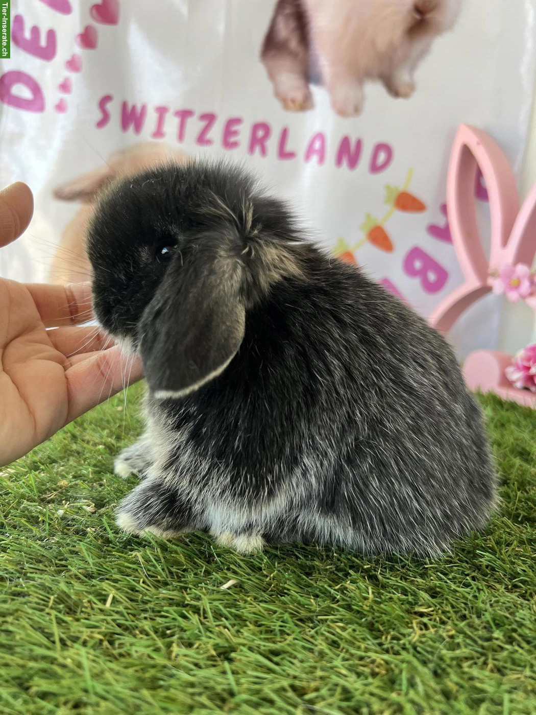 Bild 6: Minilop, Mini Löwenkopf, Farbenzwerg Zwergkaninchen
