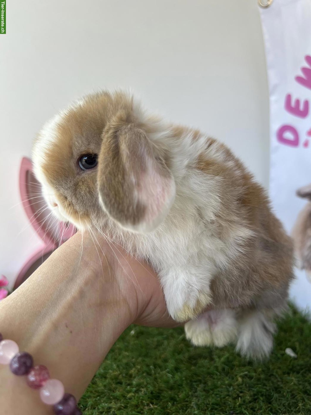 Bild 7: Minilop, Mini Löwenkopf, Farbenzwerg Zwergkaninchen