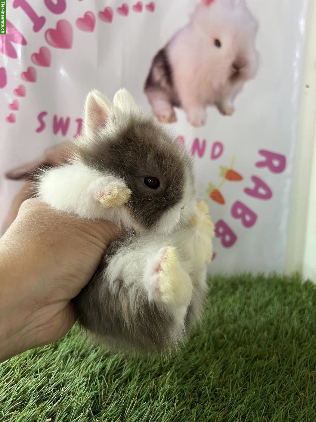 Bild 9: Minilop, Mini Löwenkopf, Farbenzwerg Zwergkaninchen