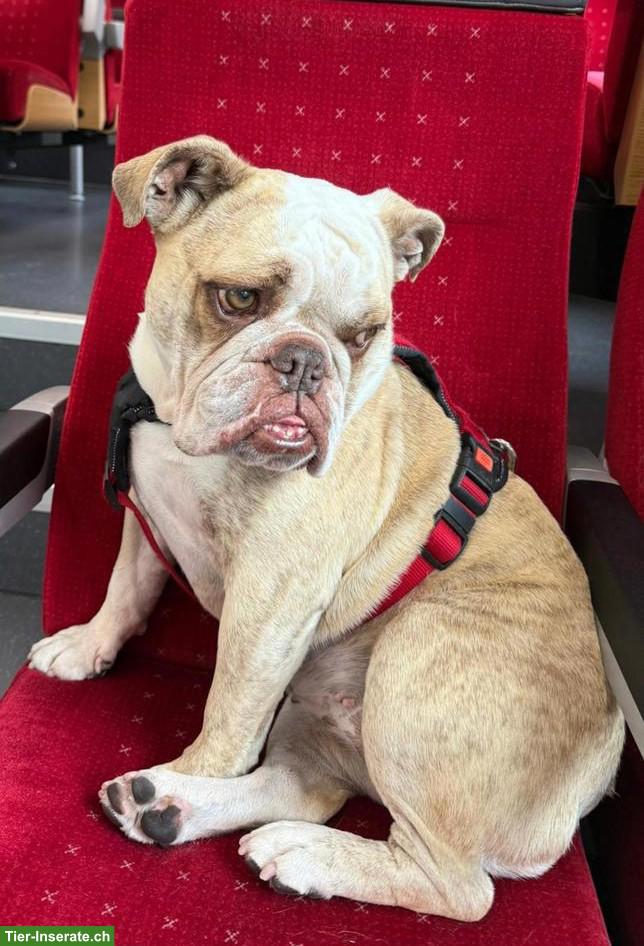 Englische Bulldogge Hündin sucht liebevolles Zuhause