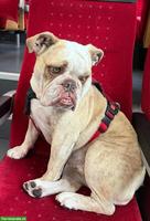 Englische Bulldogge Hündin sucht liebevolles Zuhause