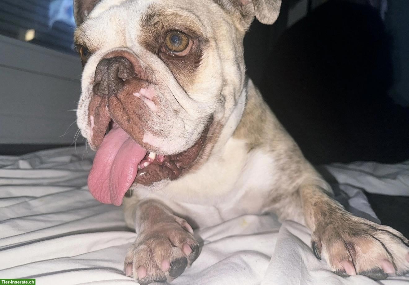 Bild 2: Englische Bulldogge Hündin sucht liebevolles Zuhause