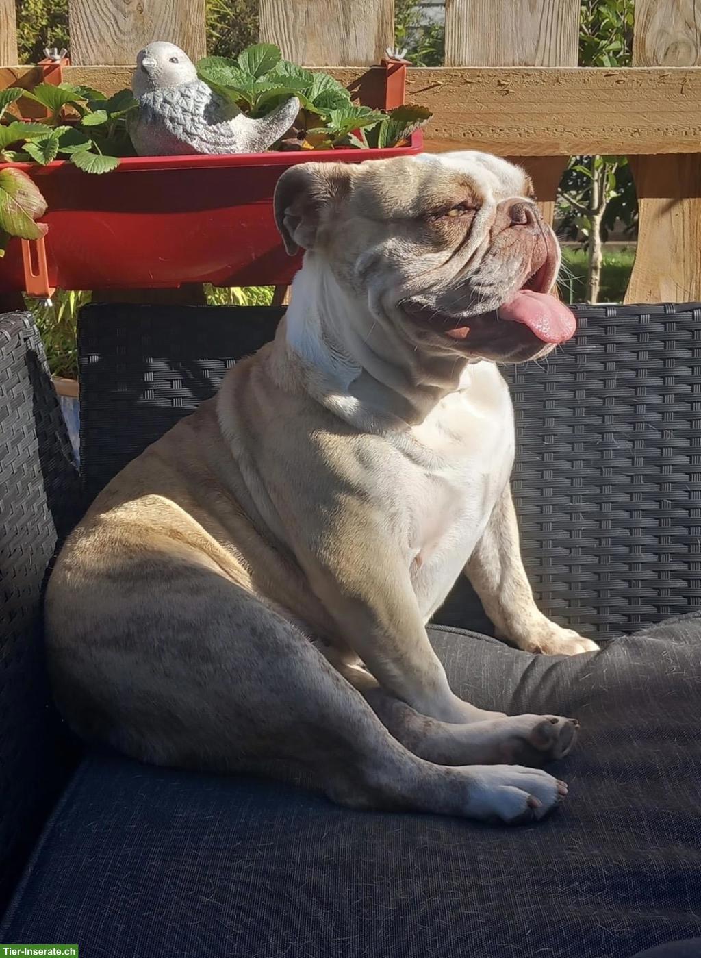 Bild 3: Englische Bulldogge Hündin sucht liebevolles Zuhause