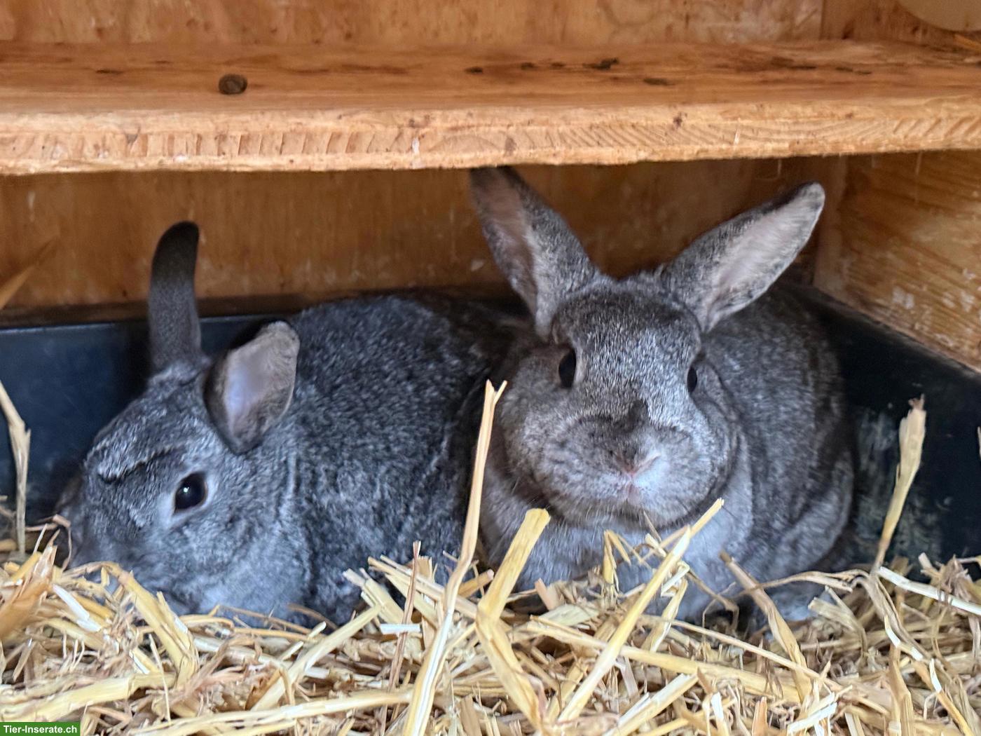 Farbenzwerg Chinchilla Damen