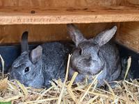 Farbenzwerg Chinchilla Damen
