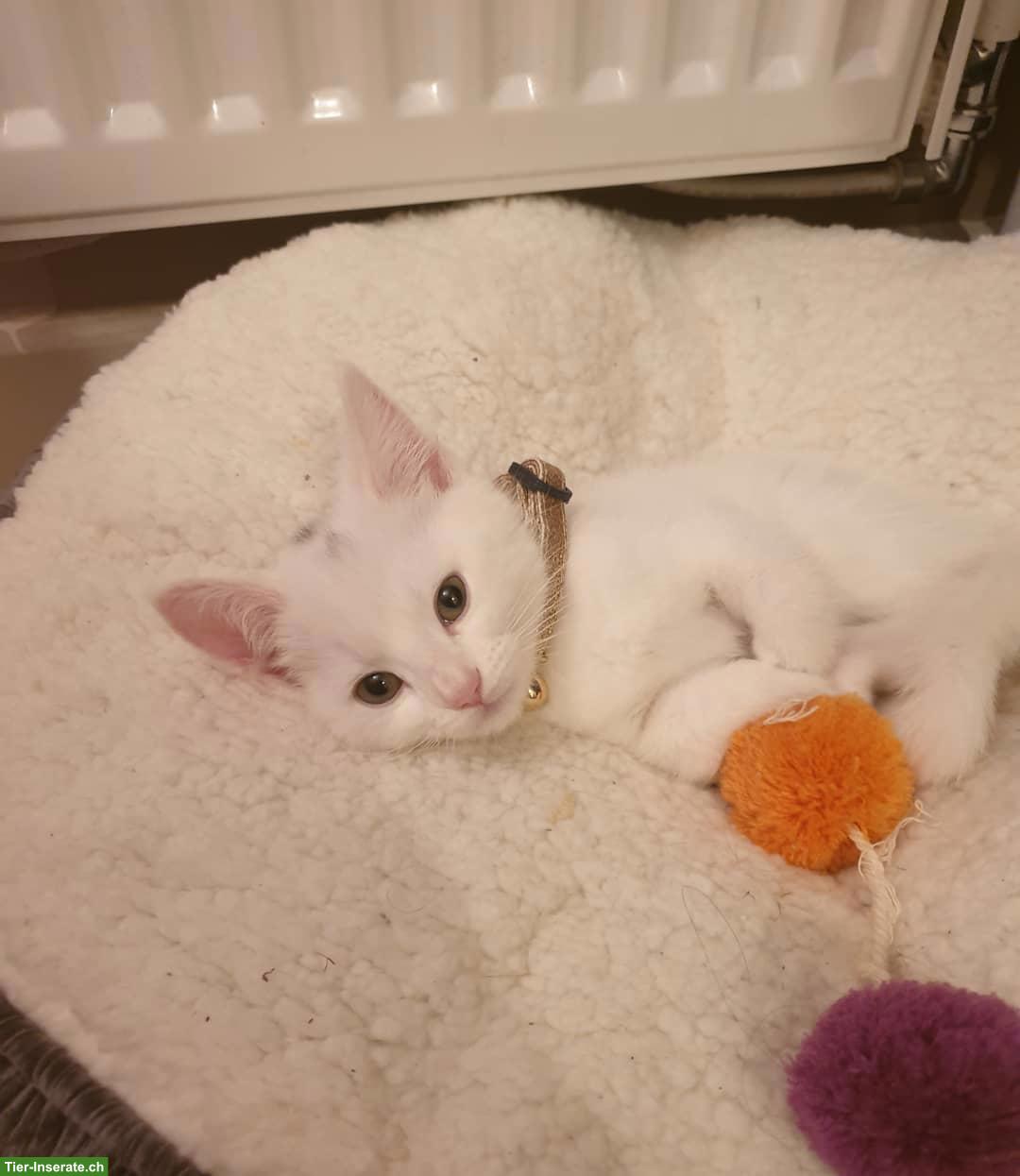 Bild 4: Türkisch Angora Kitten