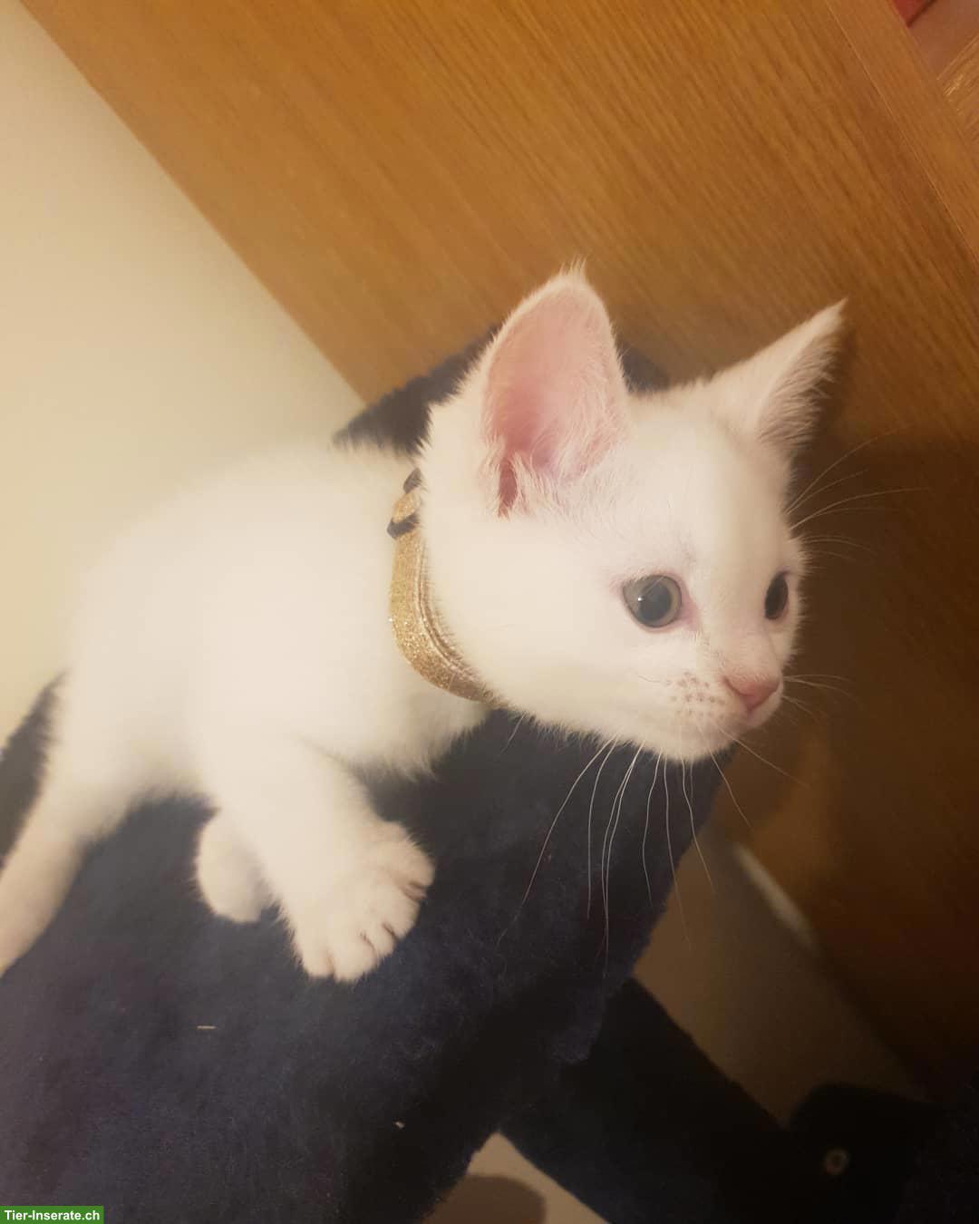 Bild 5: Türkisch Angora Kitten