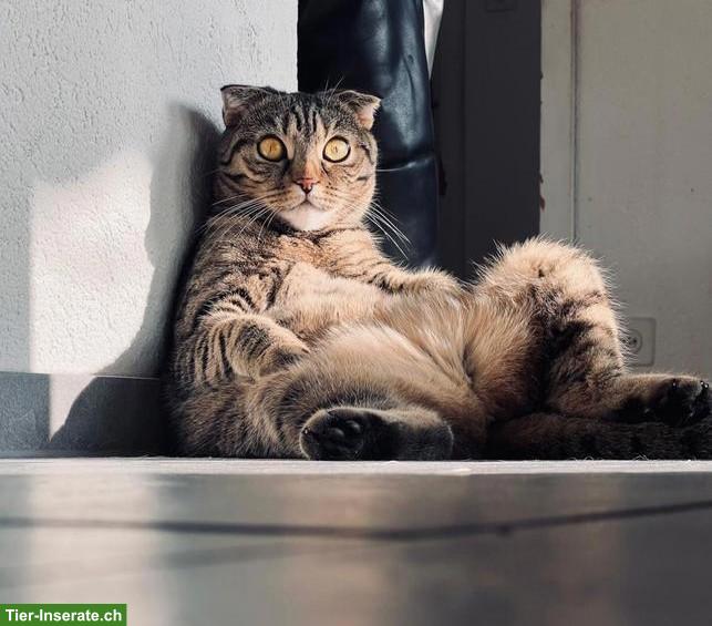 Scottish Fold Katze Vanilla sucht liebevolles Zuhause