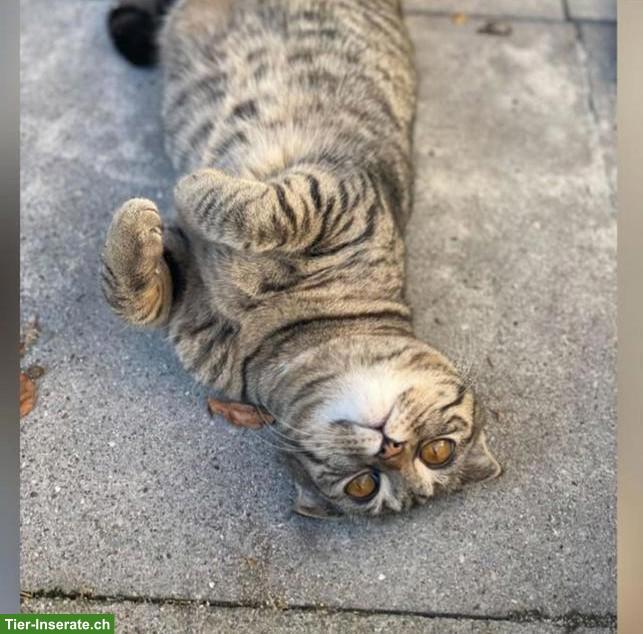 Bild 2: Scottish Fold Katze Vanilla sucht liebevolles Zuhause
