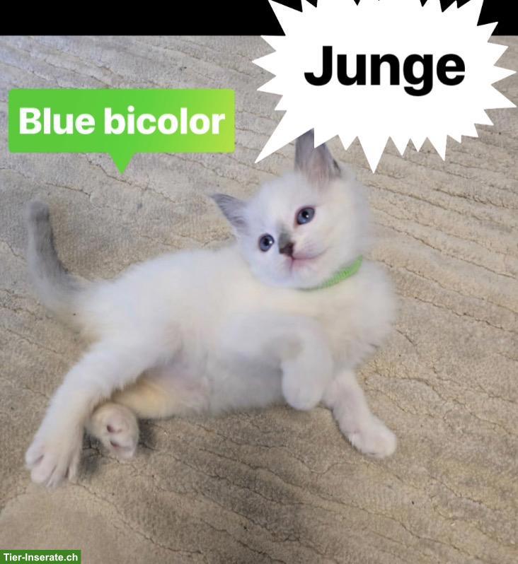 Süsse Ragdoll Kitten suchen ihr Für-Immer-Zuhause 🐾