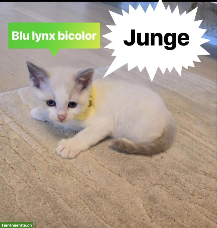 Bild 2: Süsse Ragdoll Kitten suchen ihr Für-Immer-Zuhause 🐾