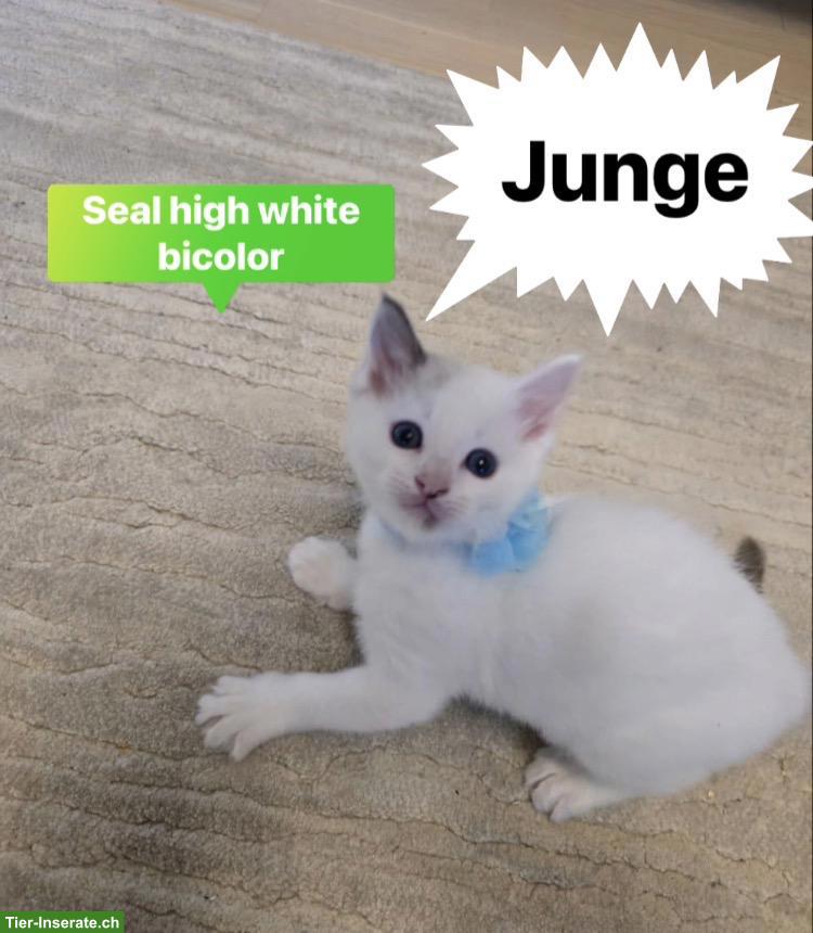 Bild 3: Süsse Ragdoll Kitten suchen ihr Für-Immer-Zuhause 🐾