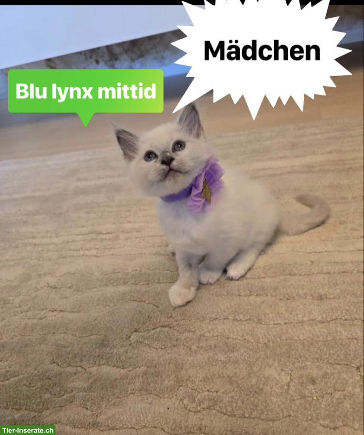 Bild 4: Süsse Ragdoll Kitten suchen ihr Für-Immer-Zuhause 🐾