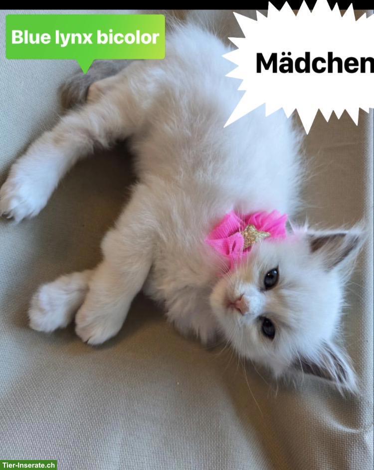 Bild 5: Süsse Ragdoll Kitten suchen ihr Für-Immer-Zuhause 🐾